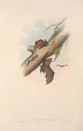 John Gould - The mammals of Australia Pl151.webp