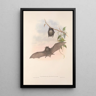 John Gould - The mammals of Australia Pl153.webp