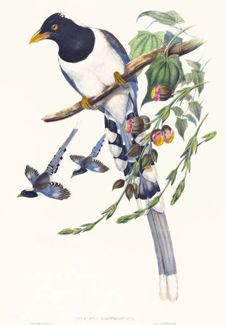 John Gould - Urocissa magnirostris.webp