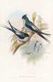 Martinet arboricolo di Wallace - John Gould — vista dell’opera