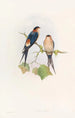 Hirondelle de mosquée occidentale - John Gould — vista dell’opera