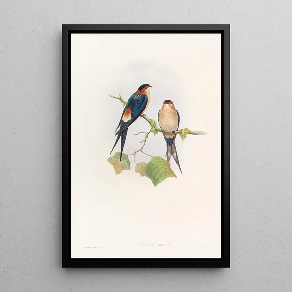 John Gould - Western MosqueSwallow.webp