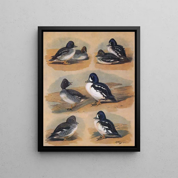 John Guille Millais - Plumages Of Barrows GoldenEye.webp