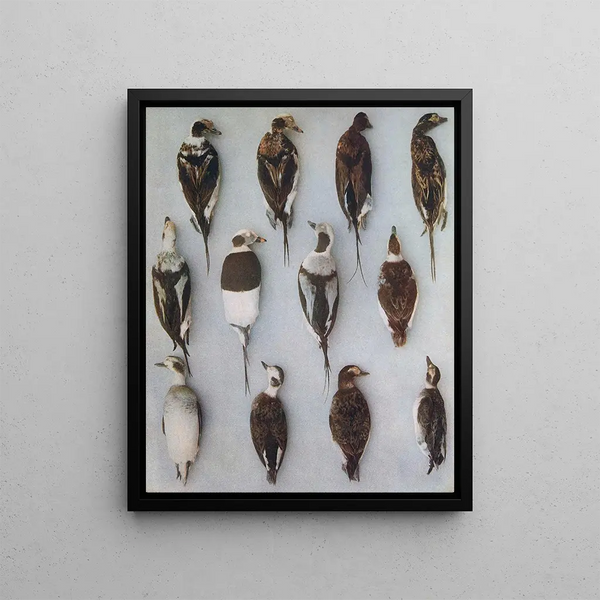 John Guille Millais - Plumages Of The LongTailed Duck Adult Males and Adult Females.webp