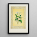 Jasmin e fiore di fragola - John Henry Ingram — quadro incorniciato alla parete