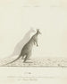 Macropus sp. Kangourou - John Hunter — vista dell’opera