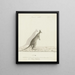 Macropus sp. Kangourou - John Hunter — quadro incorniciato alla parete