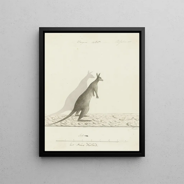 John Hunter - Macropus sp Kangaroo.webp