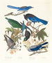 Pie bavarde 2 Geai di Steller 3 Geai outremer 4 5 Corneille di Clark - John James Audubon — vista dell’opera