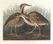 Butor d'America - John James Audubon — vista dell’opera