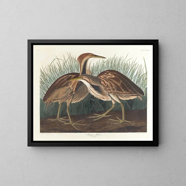 Butor d'America - John James Audubon — quadro incorniciato alla parete