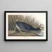 Foulque d'Amérique - John James Audubon — quadro incorniciato alla parete