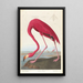 Flamant d'Amérique - John James Audubon — quadro incorniciato alla parete