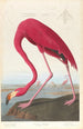 Flamant d'Amérique - John James Audubon — vista dell’opera