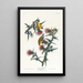 Chardonneret jaune d'Amérique - John James Audubon — quadro incorniciato alla parete