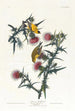 Chardonneret jaune d'Amérique - John James Audubon — vista dell’opera