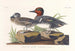 Sarcelle d'Amérique - John James Audubon — vista dell’opera