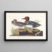 Sarcelle d'Amérique - John James Audubon — quadro incorniciato alla parete