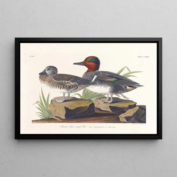 Sarcelle d'Amérique - John James Audubon — quadro incorniciato alla parete