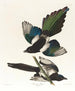 Pie d'America - John James Audubon — vista dell’opera