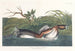 Grèbe à bec bigarré d'Amérique - John James Audubon — vista dell’opera