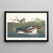 Grèbe à bec bigarré d'Amérique - John James Audubon — quadro incorniciato alla parete