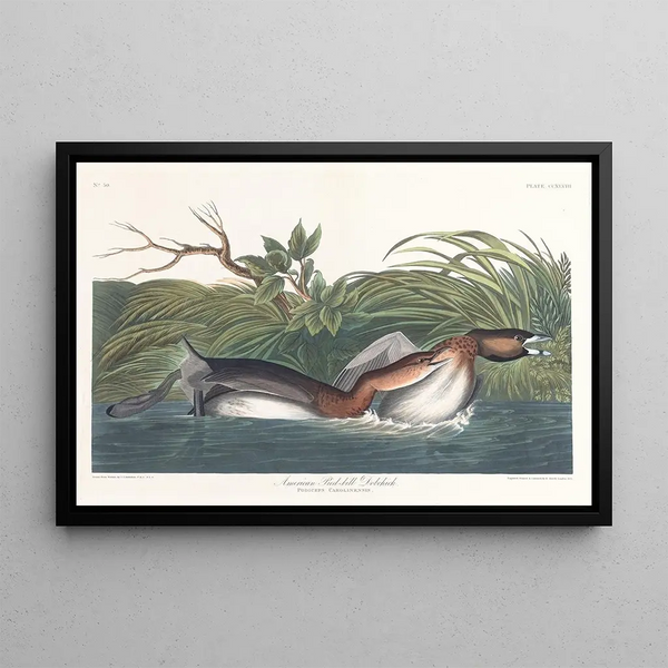 Grèbe à bec bigarré d'Amérique - John James Audubon — quadro incorniciato alla parete