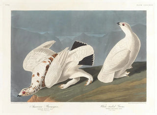 Lagopède des saules - John James Audubon — vista dell’opera