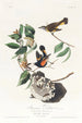 Paruline flamboyante d'Amérique - John James Audubon — vista dell’opera