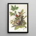Merle d'Amérique - John James Audubon — quadro incorniciato alla parete