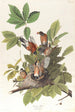 Merle d'Amérique - John James Audubon — vista dell’opera
