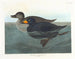 Canard scoter americano - John James Audubon — vista dell’opera