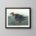 Canard scoter americano - John James Audubon — quadro incorniciato alla parete