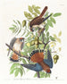 Épervier d'Amérique - John James Audubon — vista dell’opera
