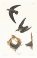 Martinet d'America - John James Audubon — vista dell’opera