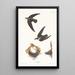 Martinet d'America - John James Audubon — quadro incorniciato alla parete