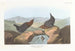 Cincle d'America - John James Audubon — vista dell’opera