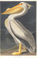 Pélican blanc d'Amérique - John James Audubon — vista dell’opera