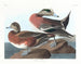Paperino d'America - John James Audubon — vista dell’opera