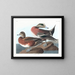 Paperino d'America - John James Audubon — quadro incorniciato alla parete