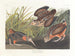 Bécasse d'America - John James Audubon — vista dell’opera