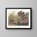 Bécasse d'America - John James Audubon — quadro incorniciato alla parete
