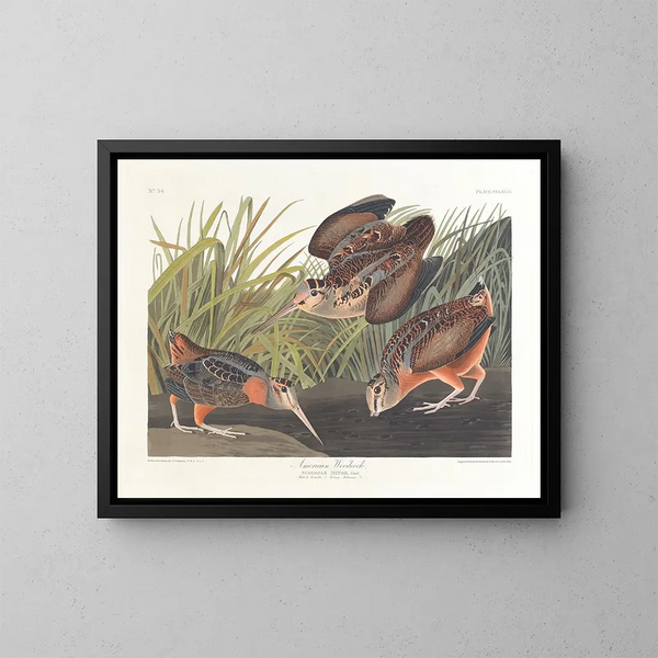 Bécasse d'America - John James Audubon — quadro incorniciato alla parete