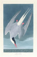Sterne arctique - John James Audubon — vista dell’opera