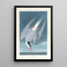 Sterne arctique - John James Audubon — quadro incorniciato alla parete