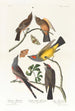 Tyran de l'Arkansas Tyran à queue fourchue - John James Audubon — vista dell’opera