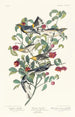 Paruline d'Audubon Paruline solitaire Paruline à gorge grise - John James Audubon — vista dell’opera