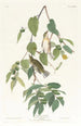 Paruline automnale - John James Audubon — vista dell’opera
