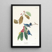 Paruline azurée - John James Audubon — quadro incorniciato alla parete