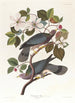 Pigeon à queue barrée - John James Audubon — vista dell’opera